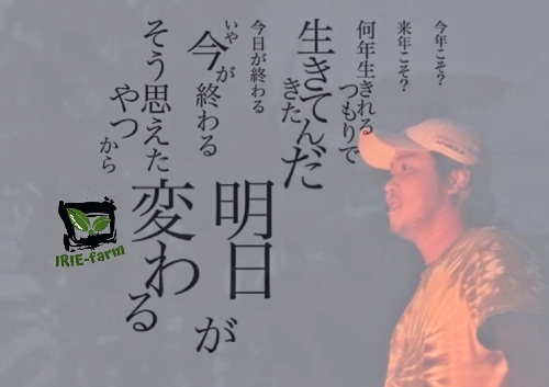 キニナル農家｜福岡県八女市で甘～いサラダカブのもものすけを育てている農家さんをご紹介♪