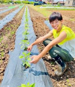 愛知県ピーマン農家