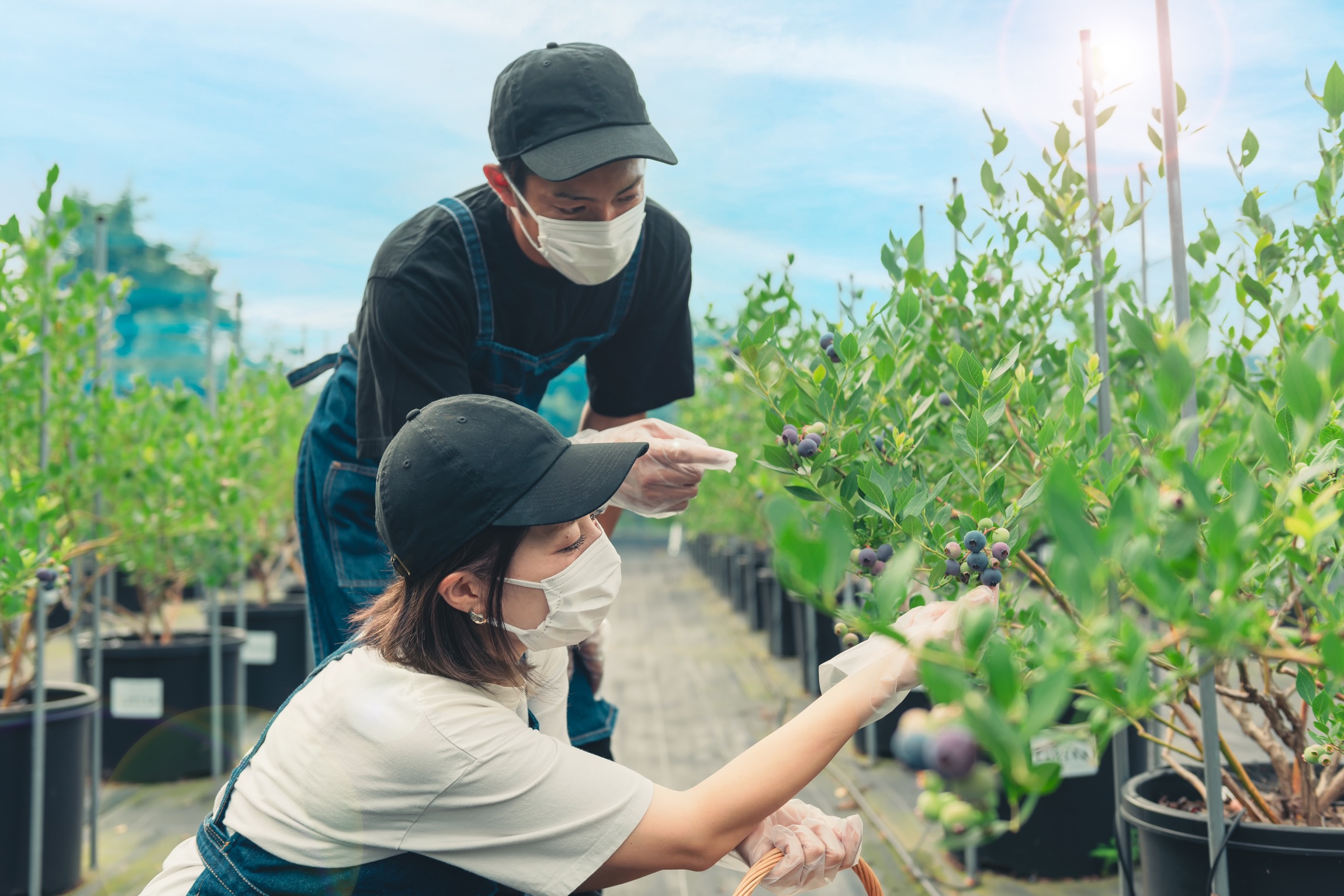 BLUEBERRY FARM UEKI